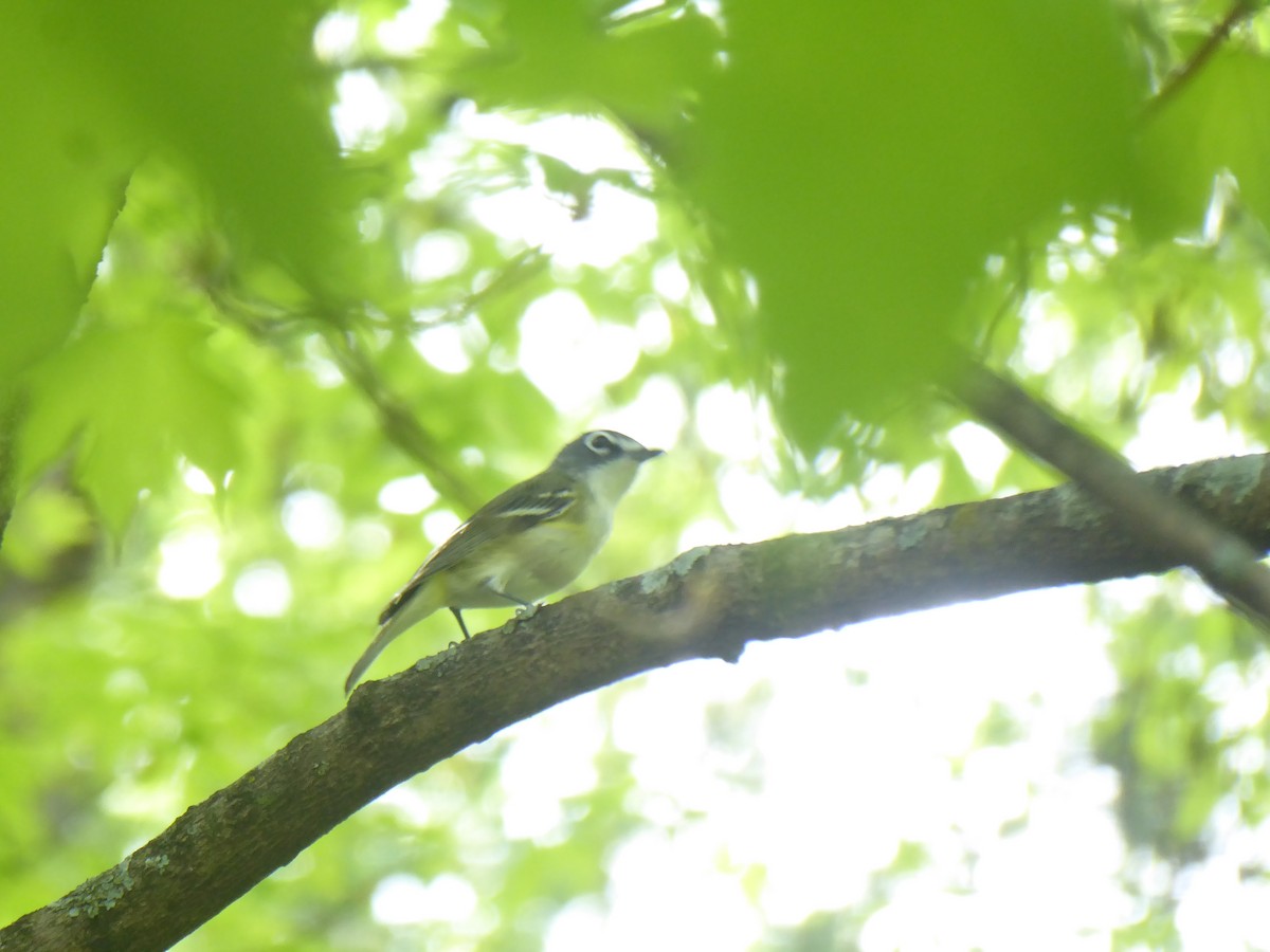 Vireo Solitario - ML569294081