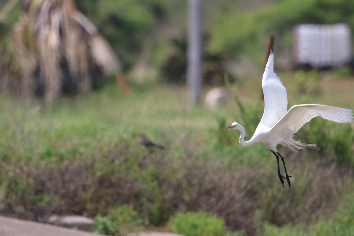 Great Egret - ML569295681