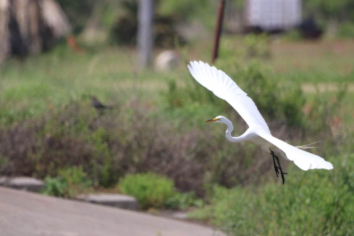 Great Egret - ML569295691