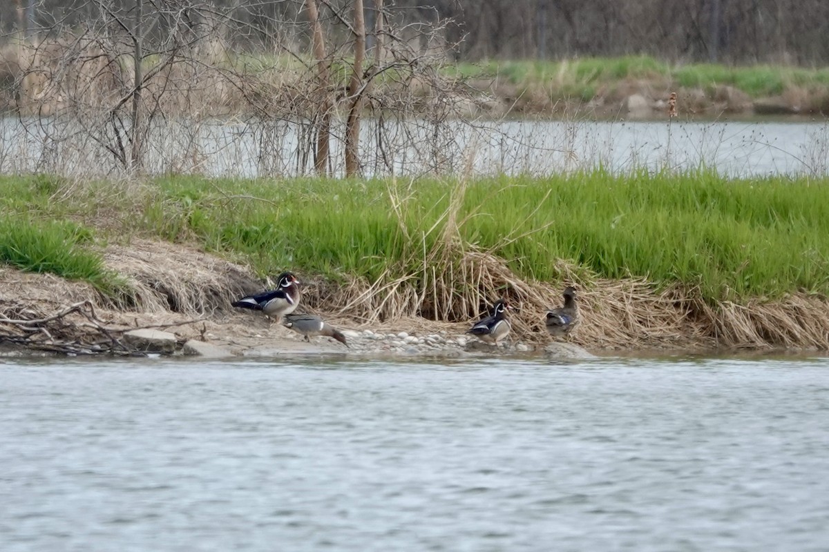 Wood Duck - ML569295791