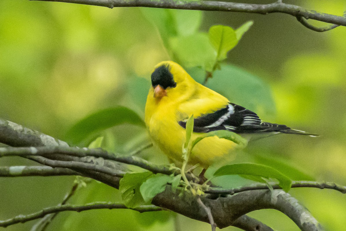 American Goldfinch - Steven Bruenjes