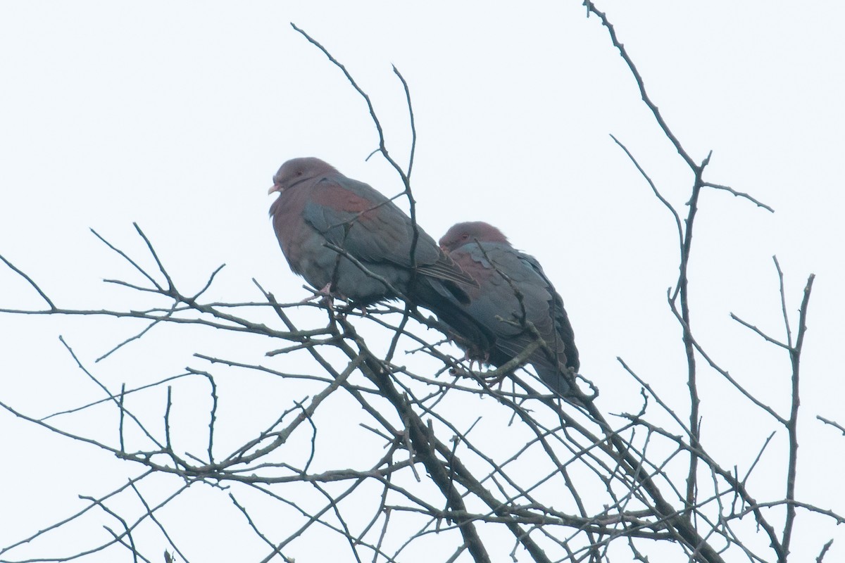 Red-billed Pigeon - ML56929621
