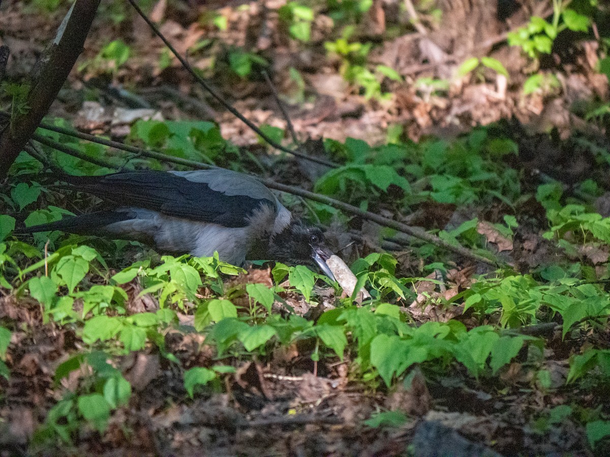 Hooded Crow - ML569296291