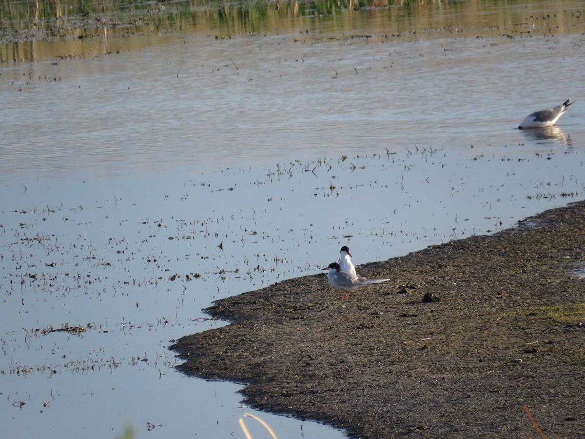 Forster's Tern - ML569296361