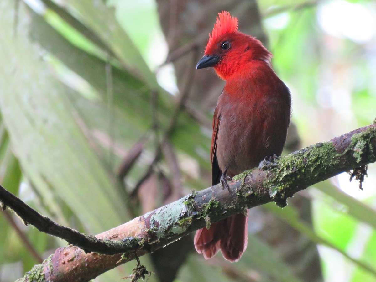 Crested Ant-Tanager - Tim Forrester