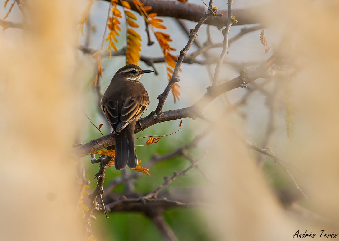 Buff-winged Cinclodes - ML569296931