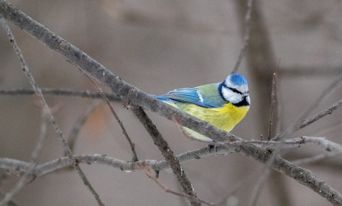 Eurasian Blue Tit - ML569297511