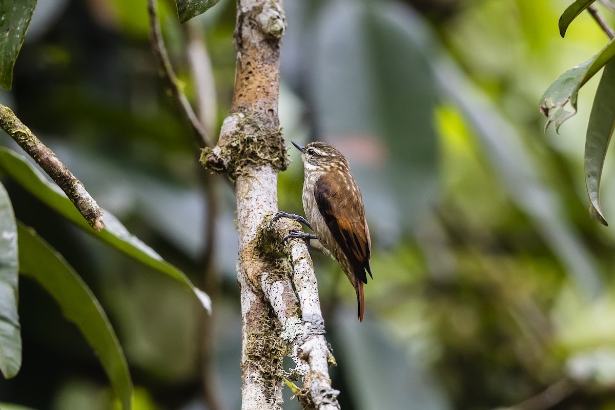 Slender-billed Xenops - ML569299961