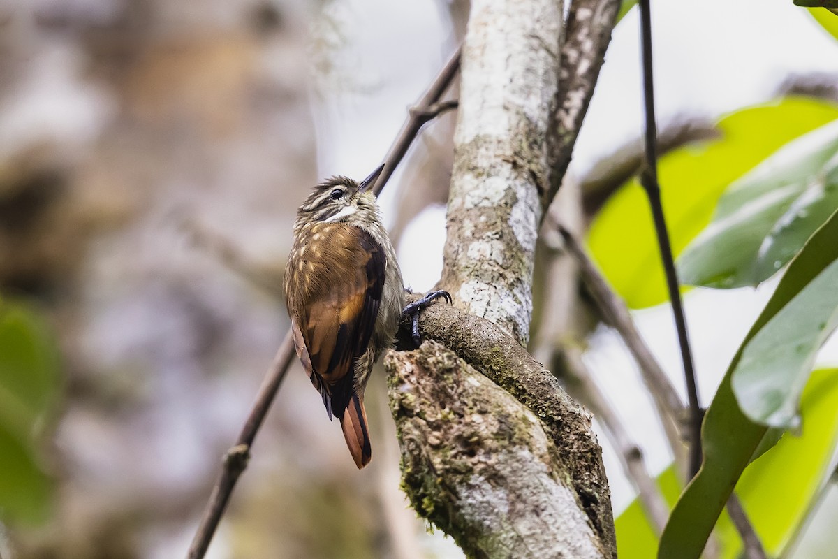 Slender-billed Xenops - ML569300001
