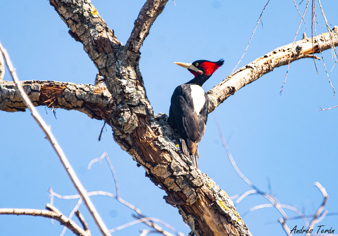 Cream-backed Woodpecker - ML569300401