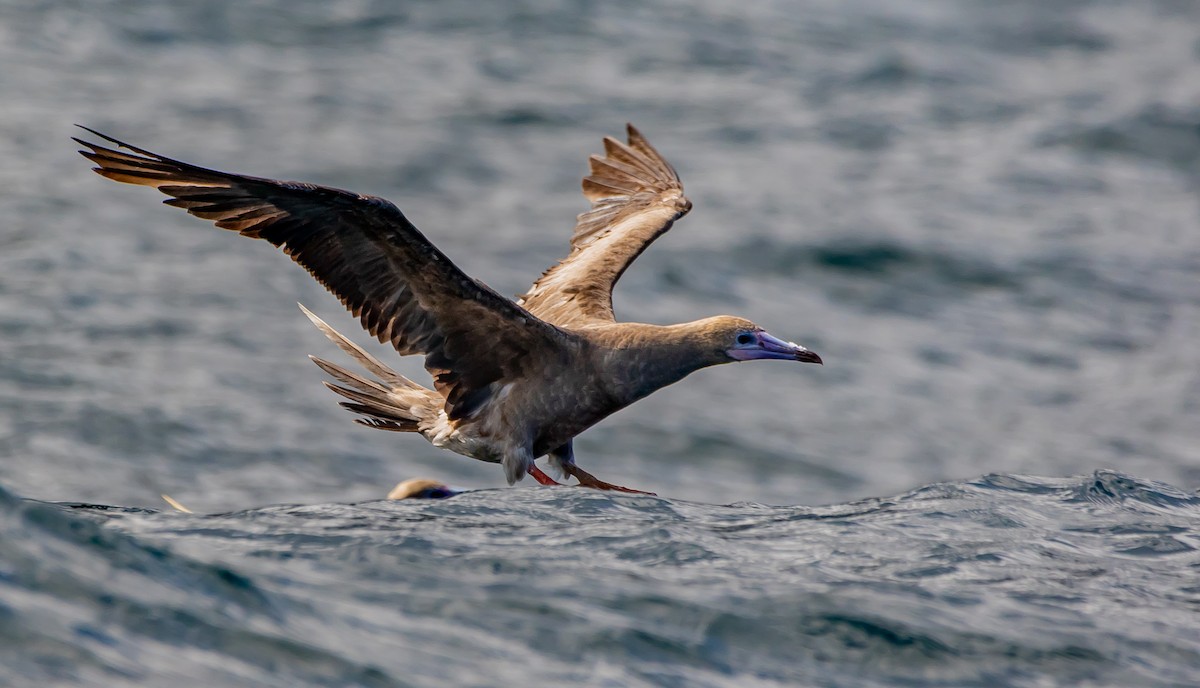 terej červenonohý - ML569300681