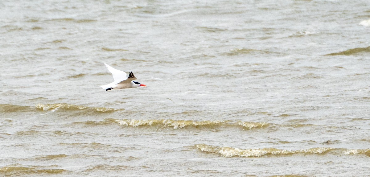 Caspian Tern - ML569300731