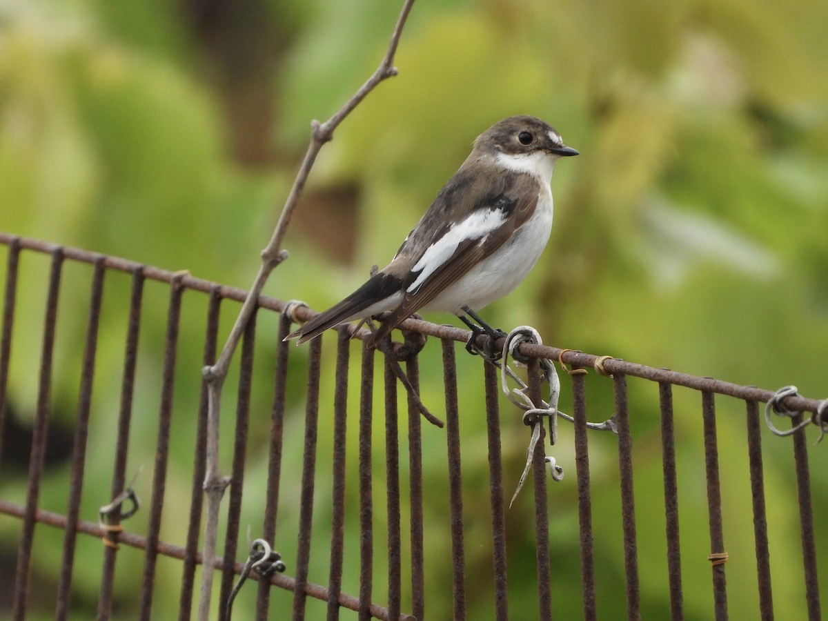 European Pied Flycatcher - Alexander Grimwade