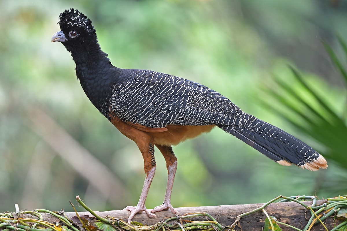 Blue-billed Curassow - Christoph Moning