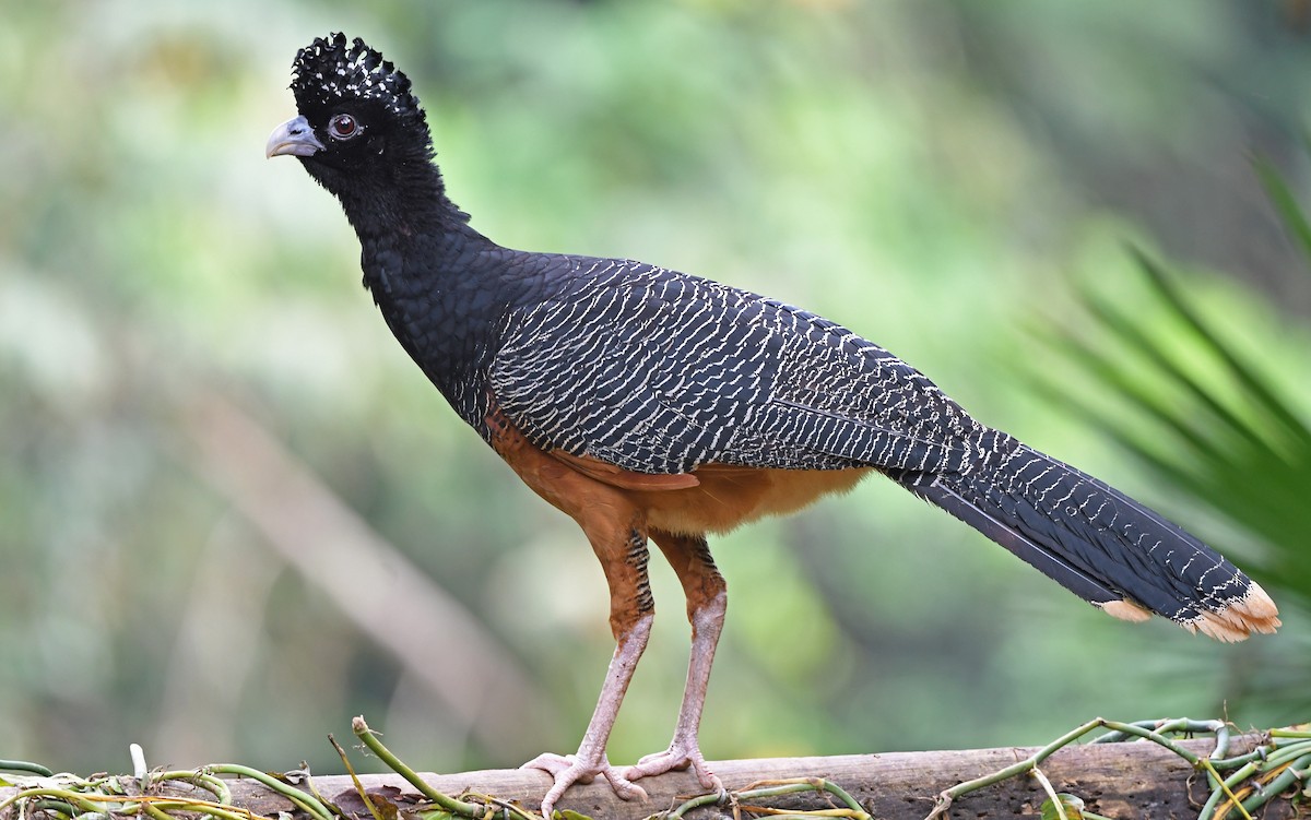 Blue-billed Curassow - Christoph Moning