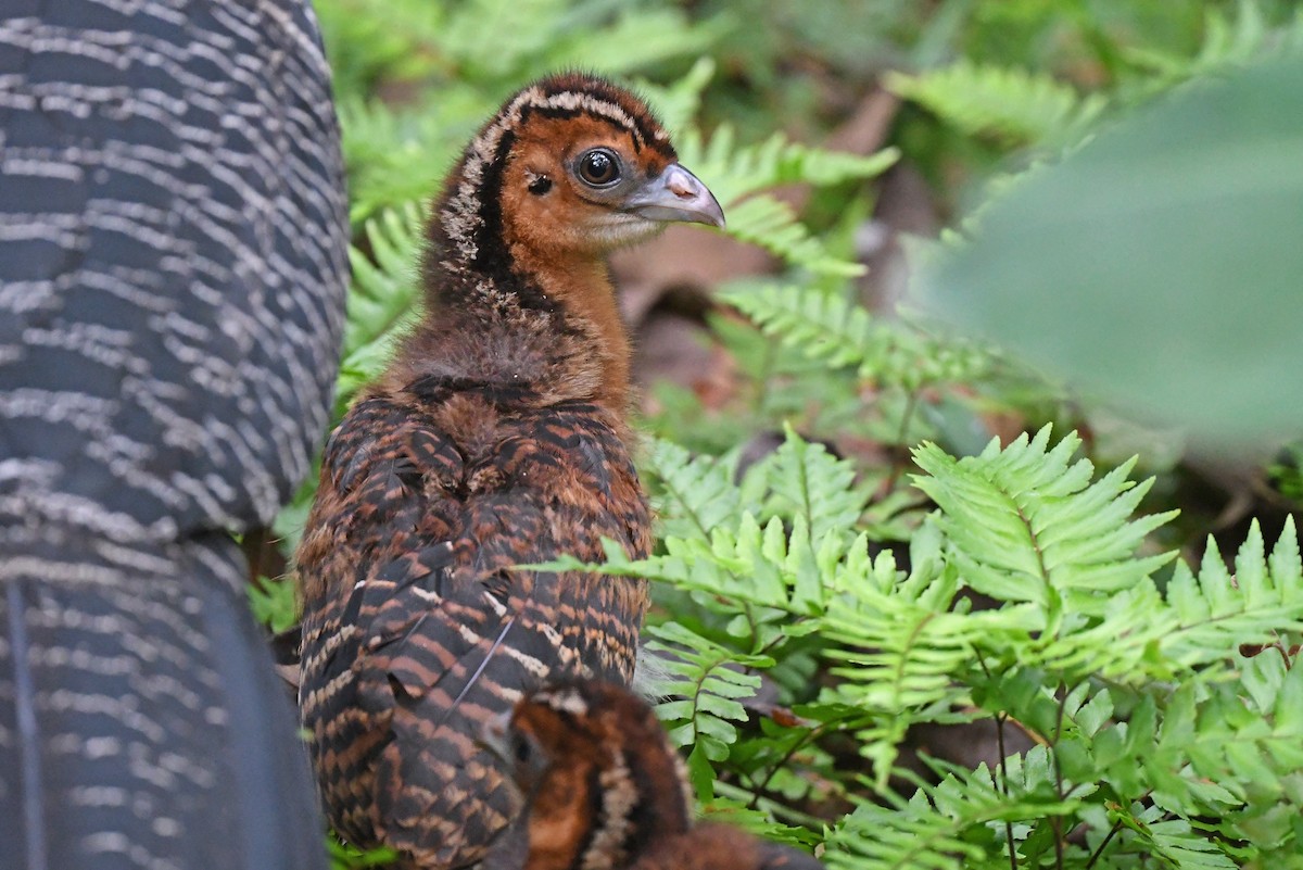 Blue-billed Curassow - Christoph Moning