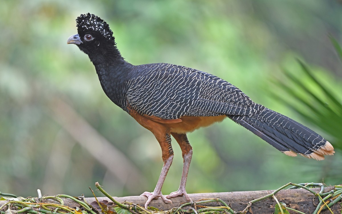 Blue-billed Curassow - ML569301211