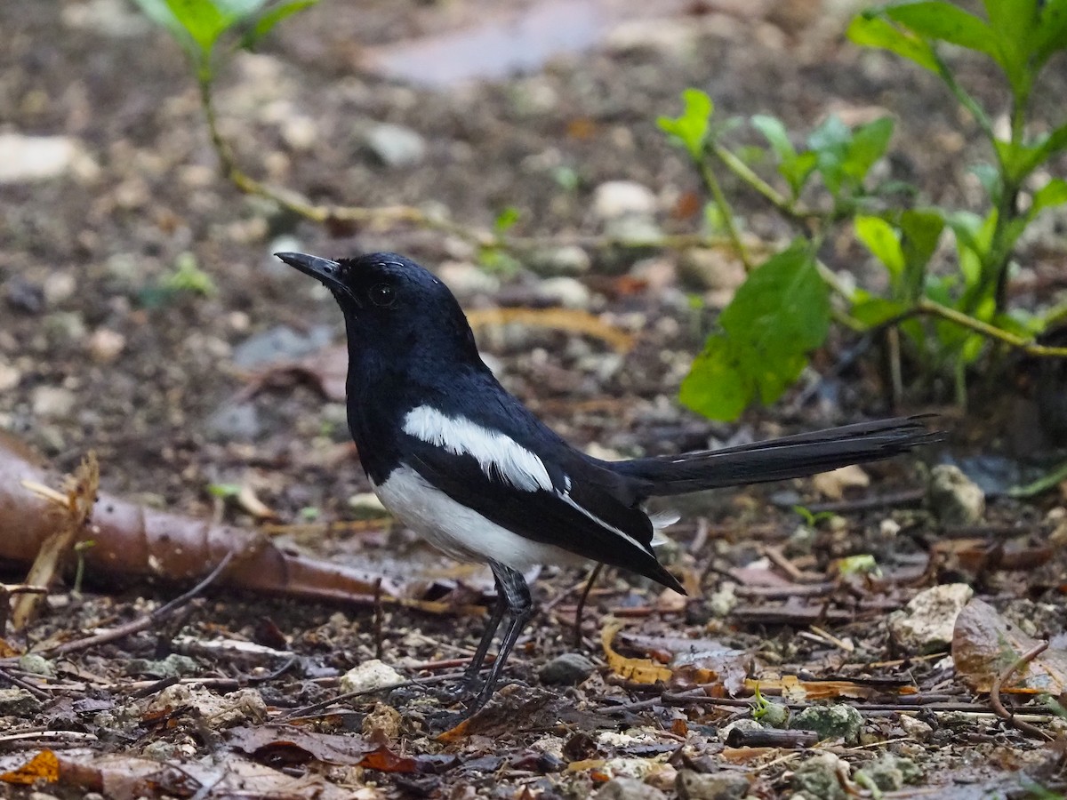 Philippine Magpie-Robin - ML569301881