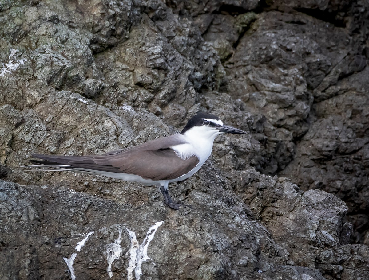 Bridled Tern - ML569302021