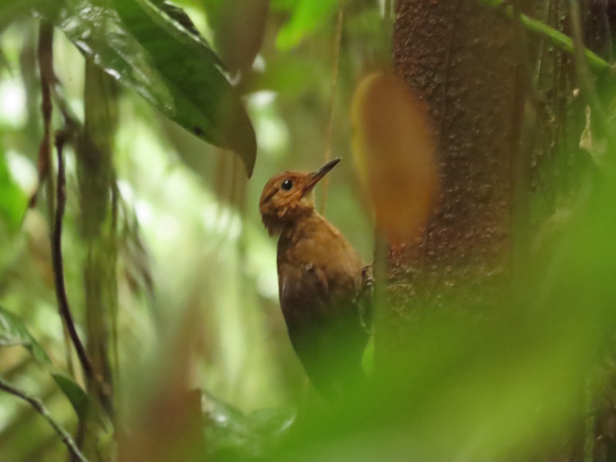 Black-tailed Leaftosser - ML569302511