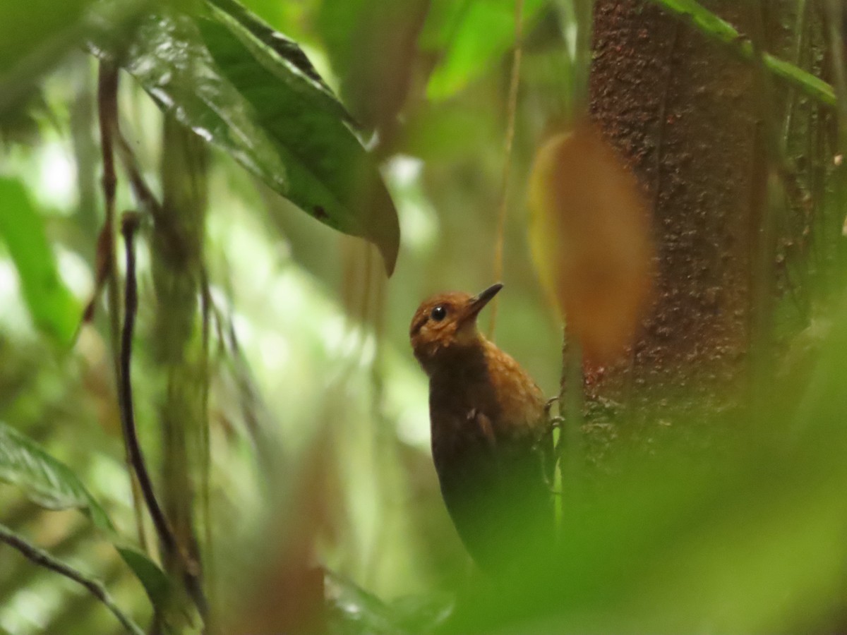 Black-tailed Leaftosser - ML569302531