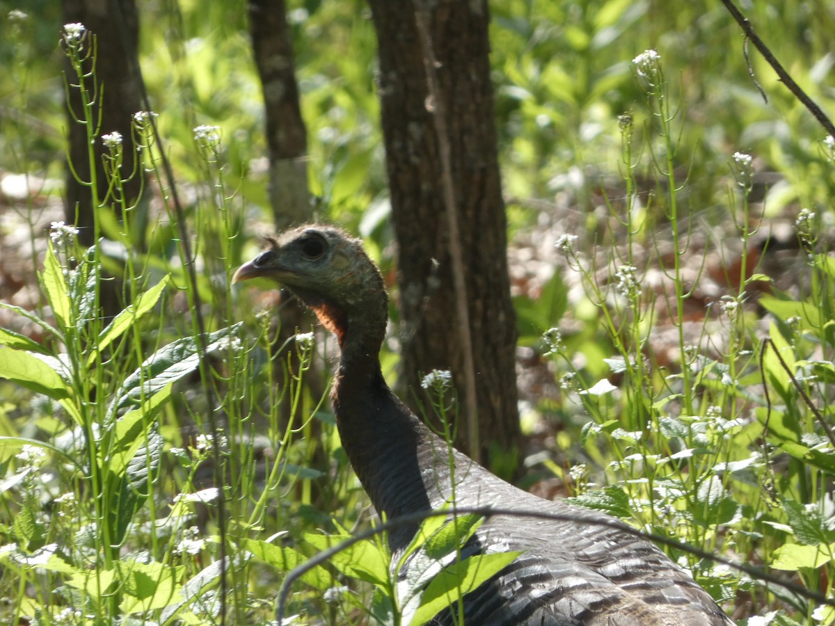 Wild Turkey - ML569302641