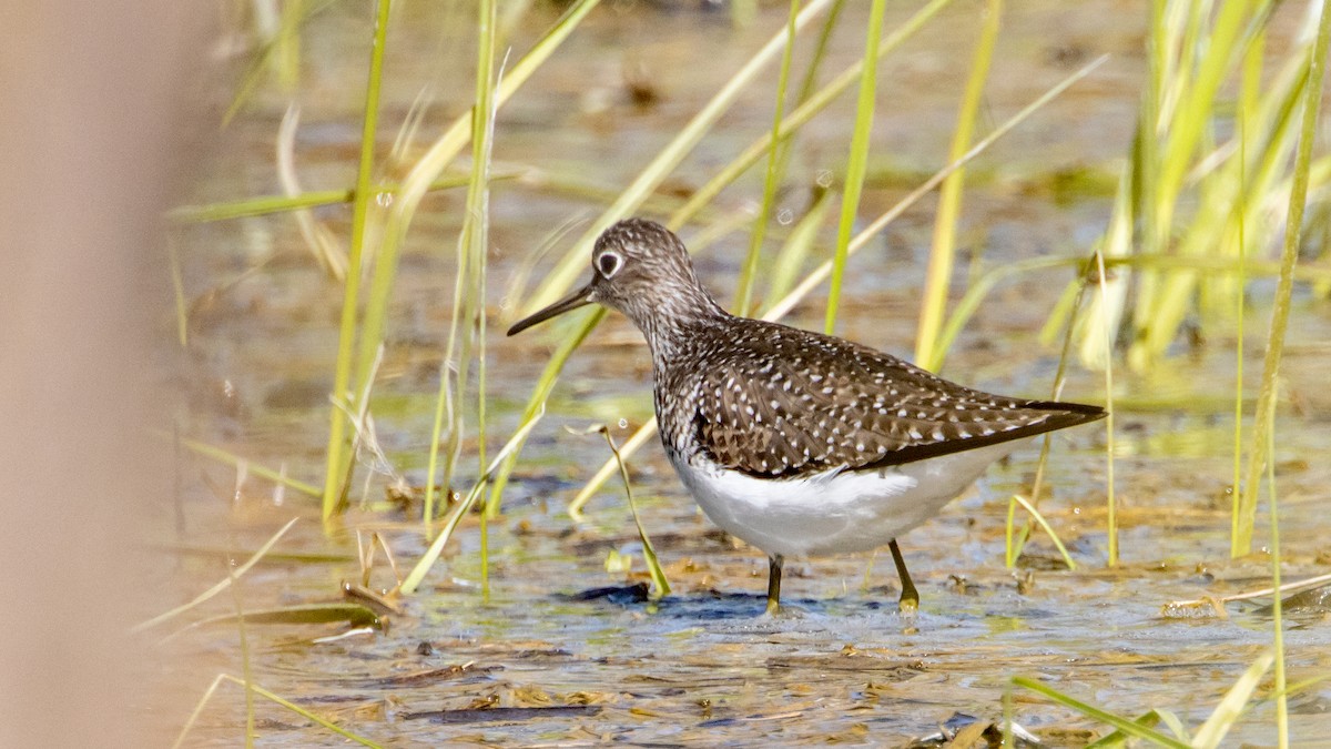 Solitary Sandpiper - ML569302721