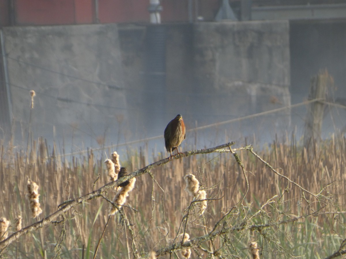 Green Heron - ML569302891