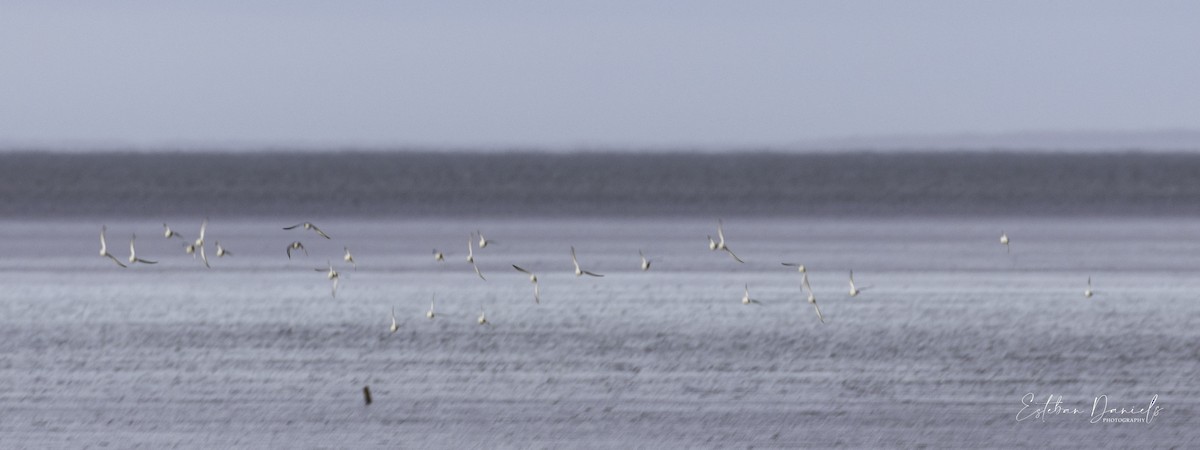 Magellanic Plover - ML569303111