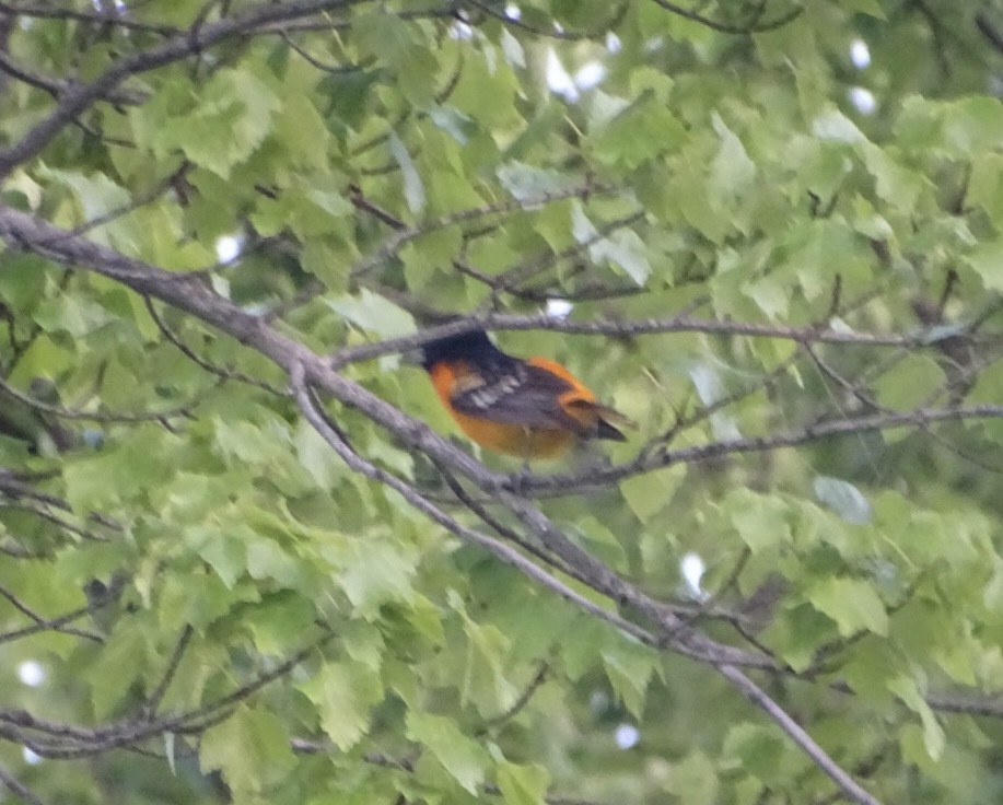 Baltimore Oriole - Robert Solomon