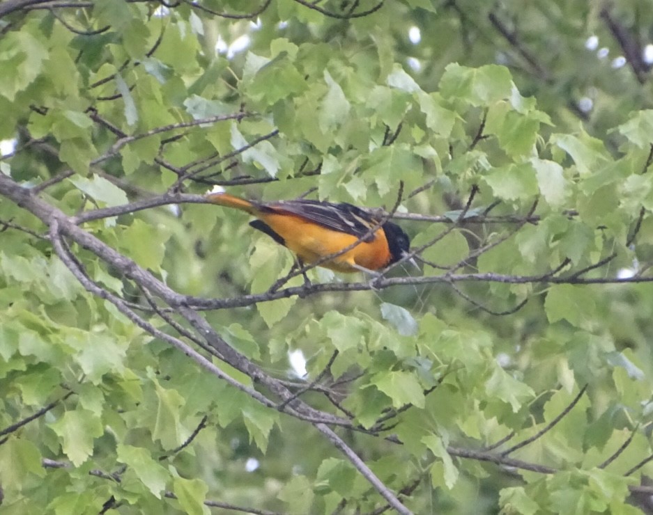 Baltimore Oriole - ML569303181