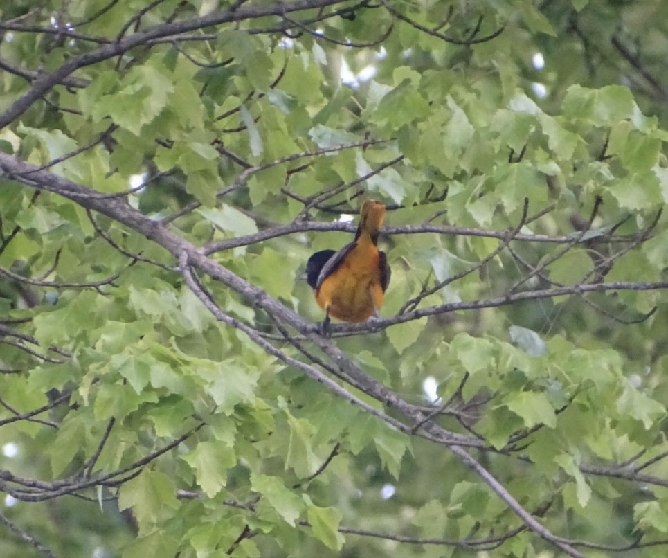 Baltimore Oriole - Robert Solomon