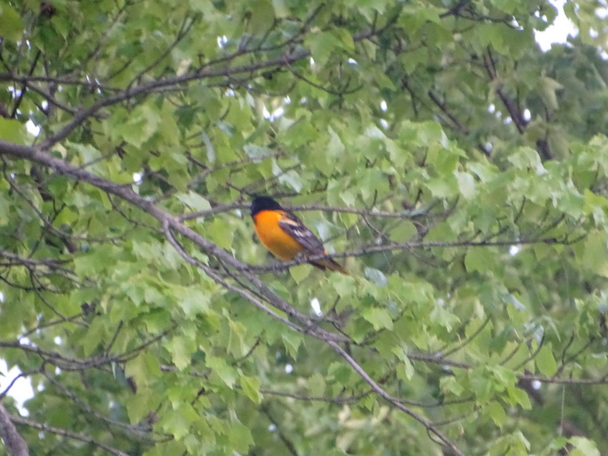 Baltimore Oriole - ML569303201