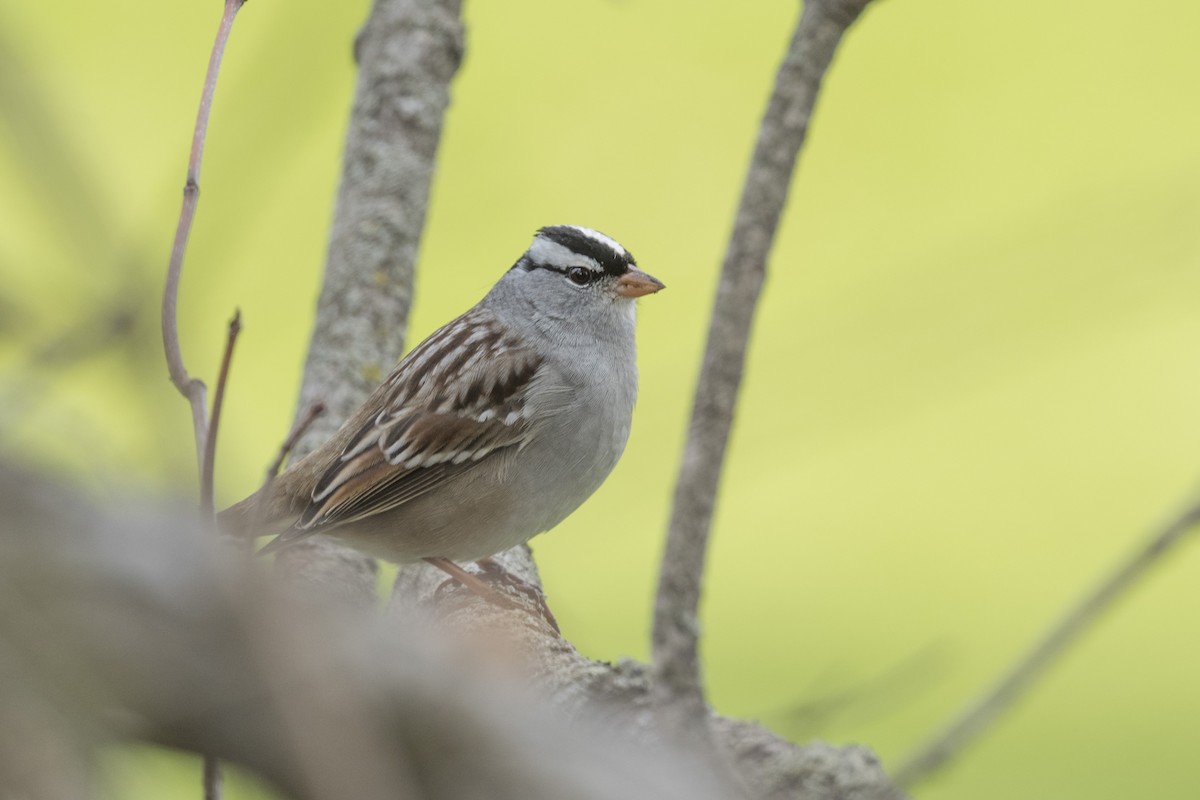 White-crowned Sparrow - ML569303931
