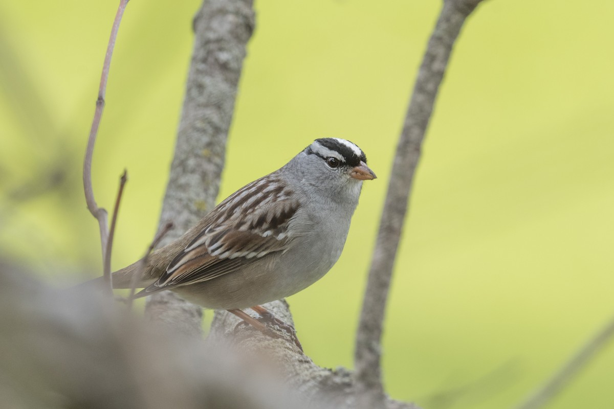 White-crowned Sparrow - ML569304101