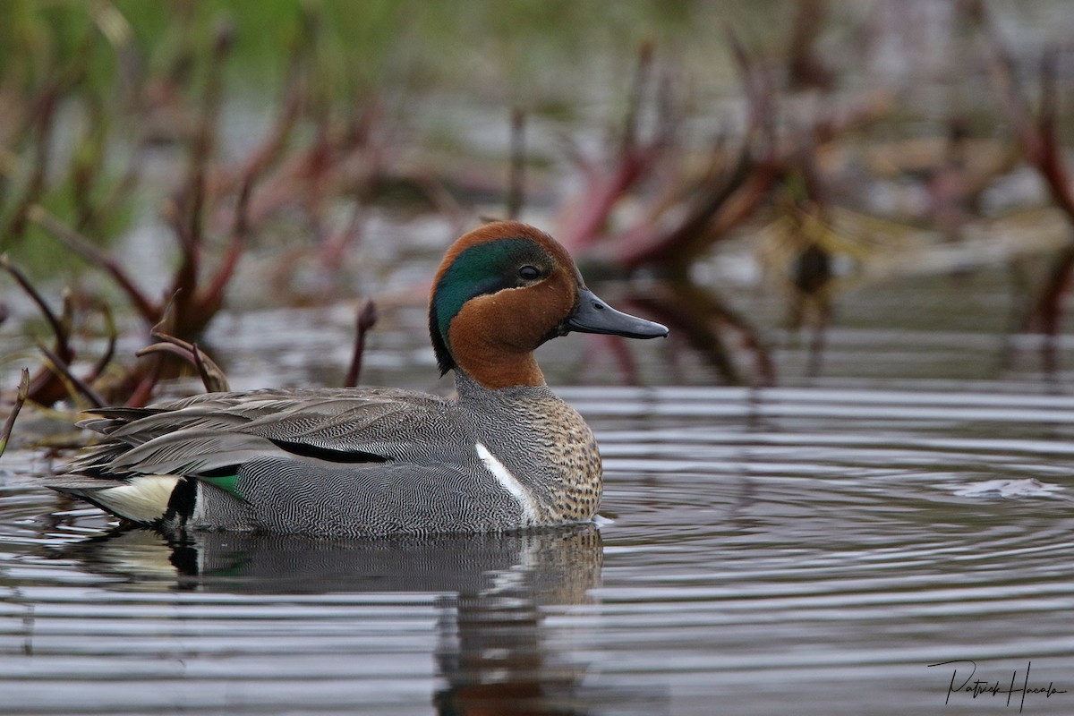 Green-winged Teal - ML569304511