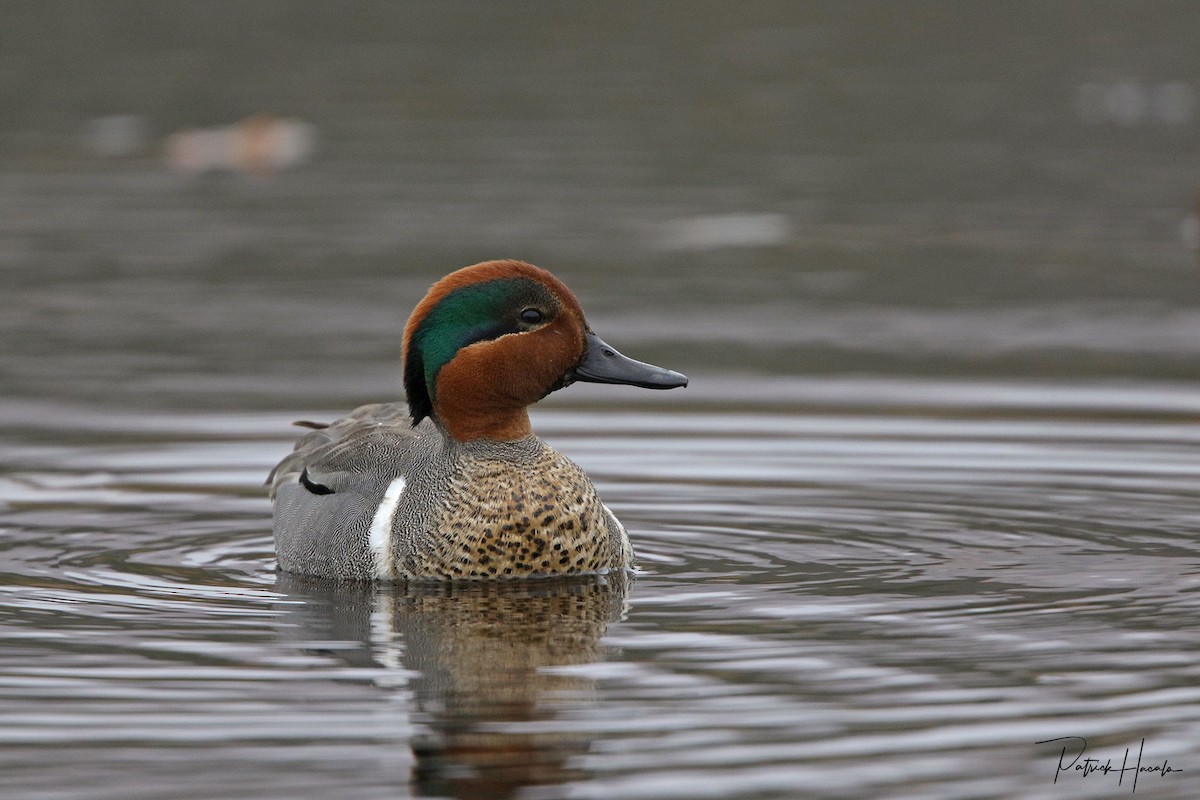 Green-winged Teal - ML569304521