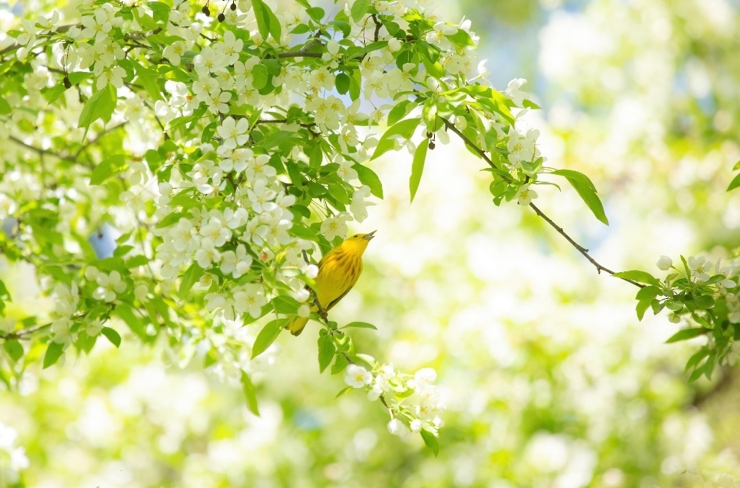 Northern Yellow Warbler - ML569304591
