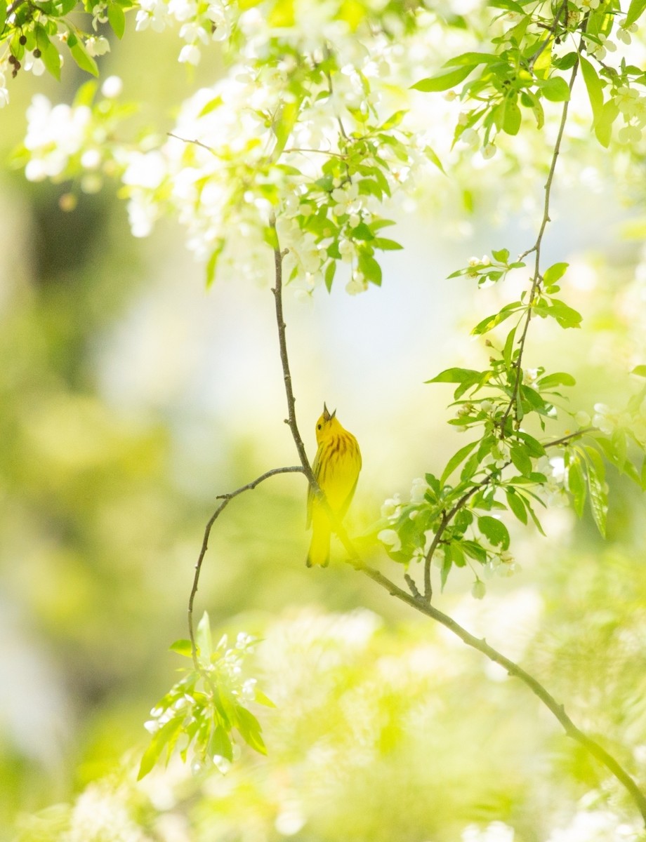Northern Yellow Warbler - ML569304661