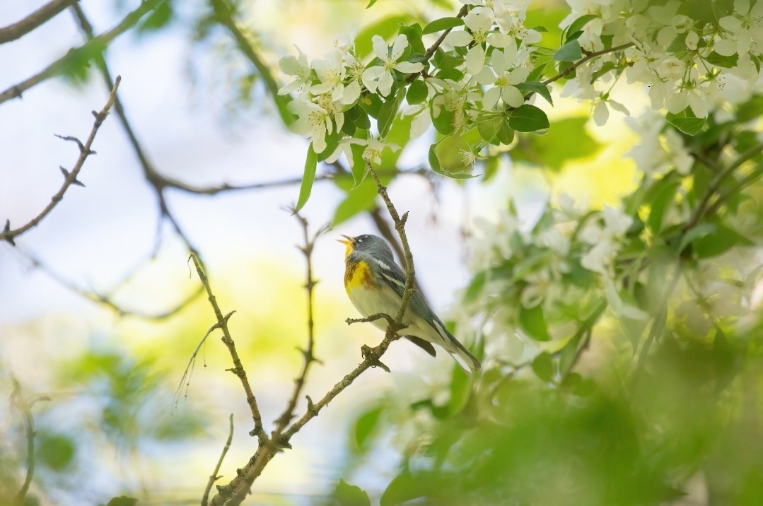 Northern Parula - ML569304711