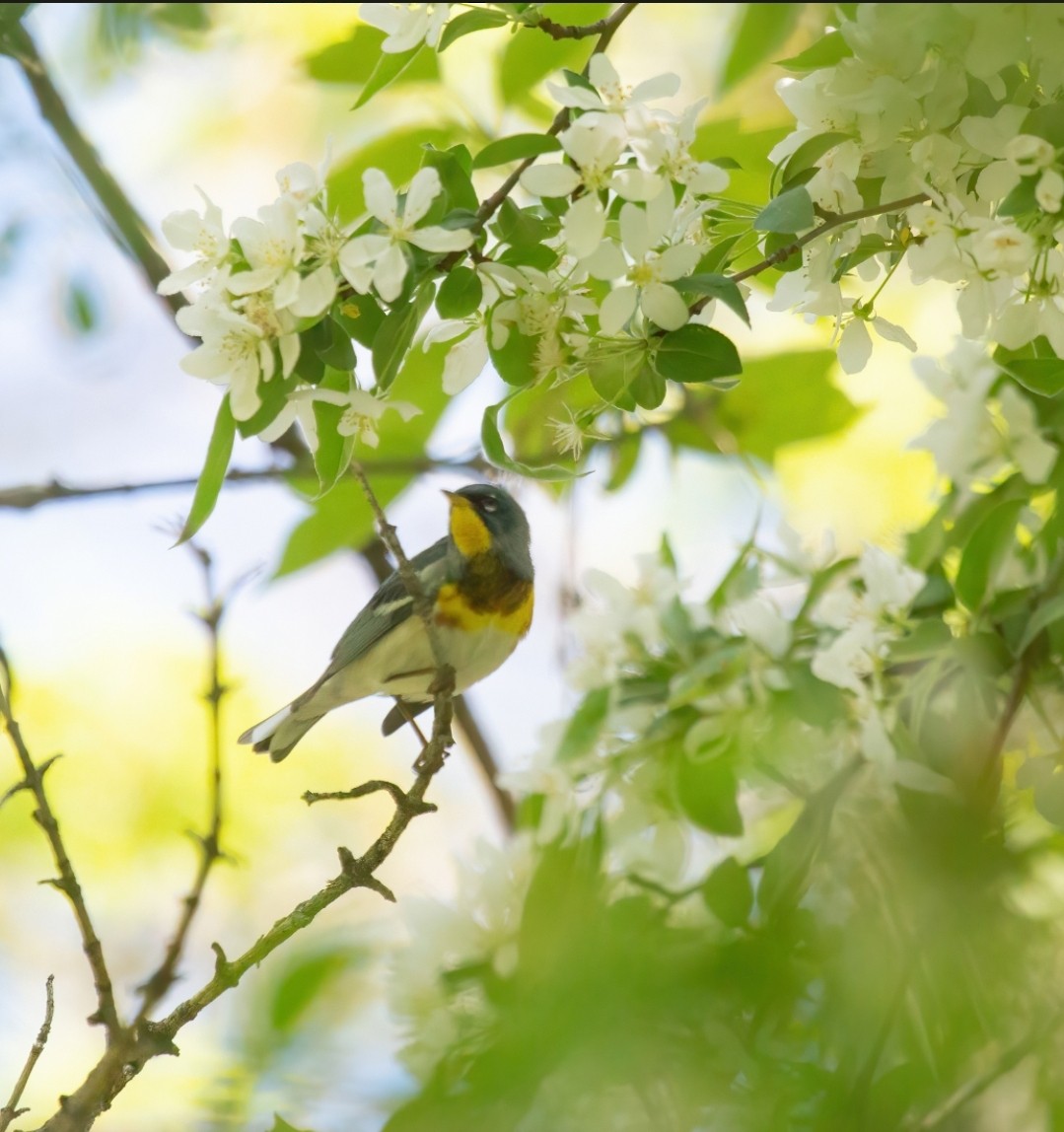 Northern Parula - ML569304751