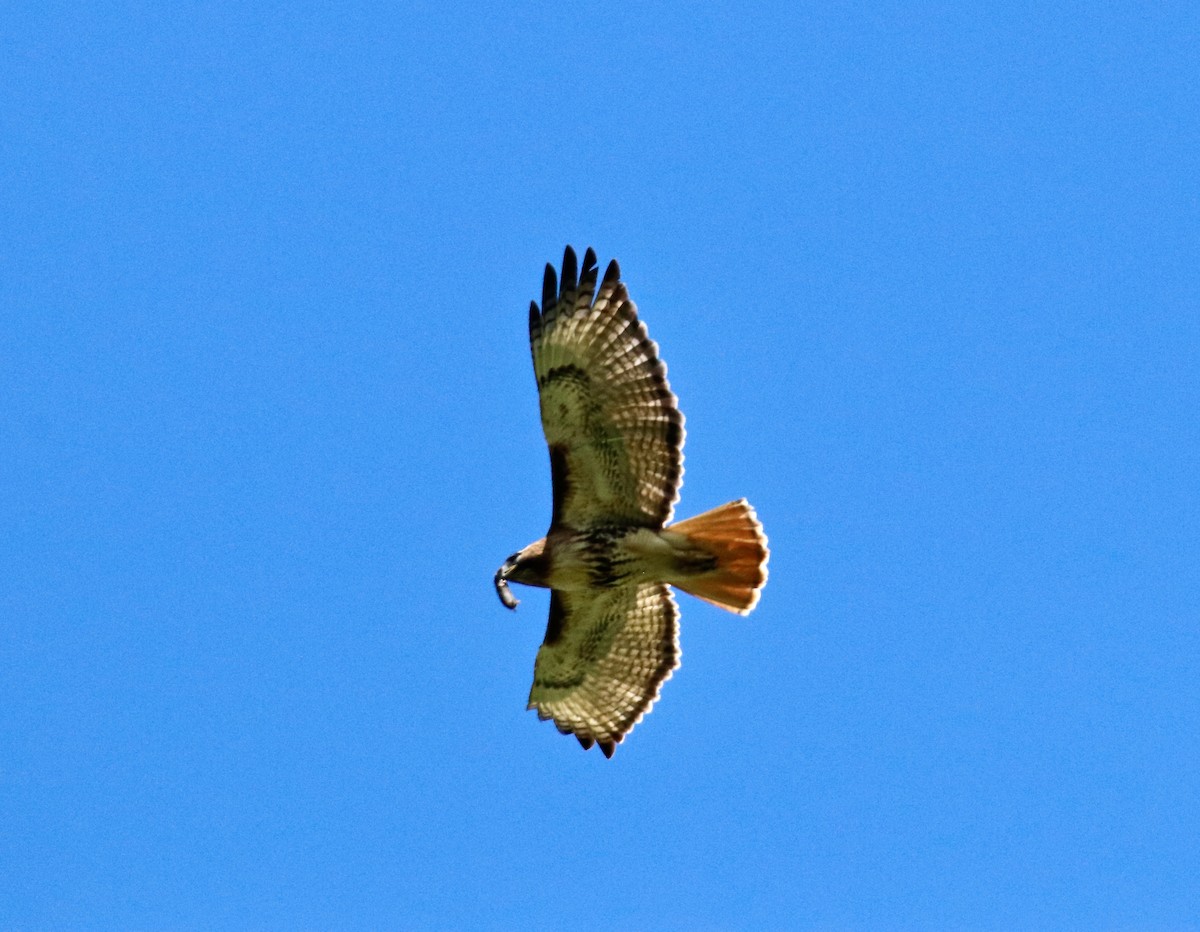 Red-tailed Hawk - ML569306841
