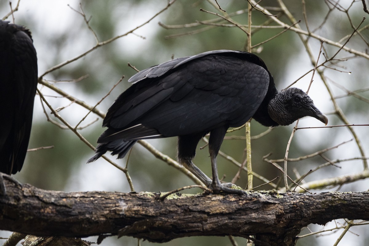 Black Vulture - Christy Hyman