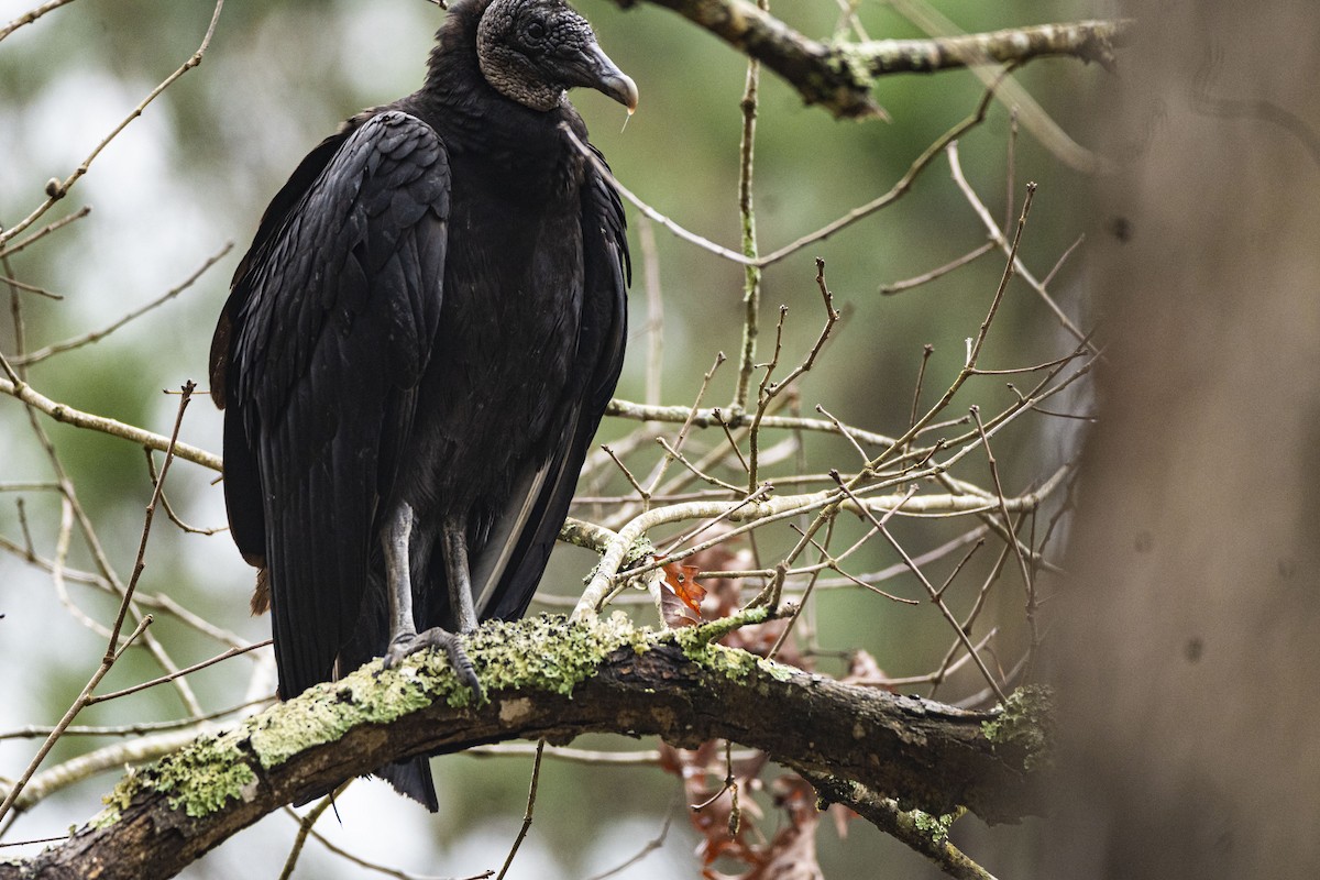 Black Vulture - ML569307141