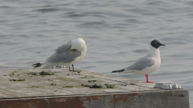 Mouette tridactyle - ML569307171