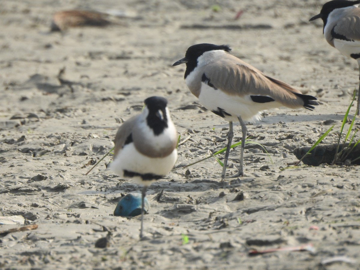 River Lapwing - ML569307371