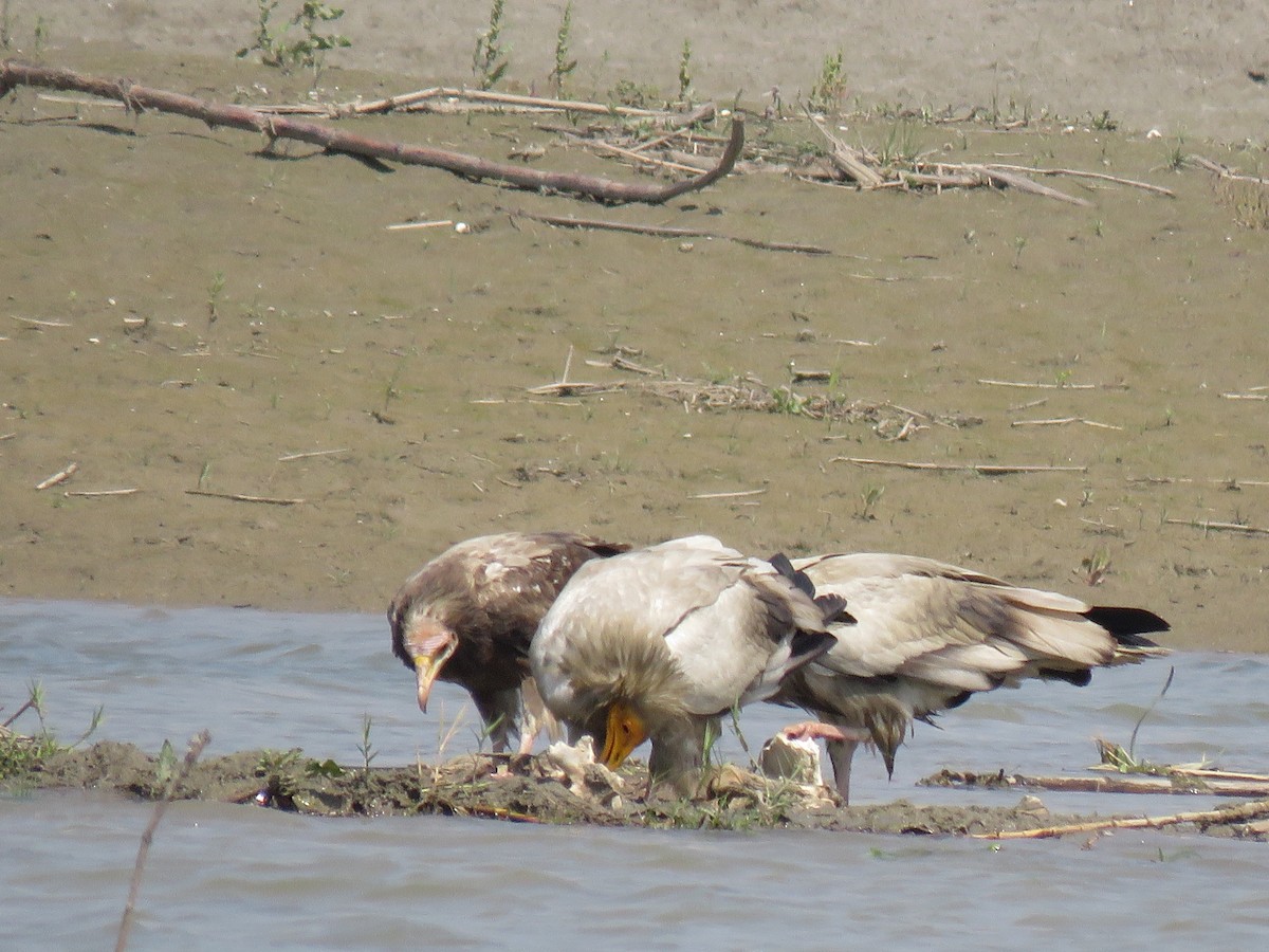 Egyptian Vulture - ML569307501