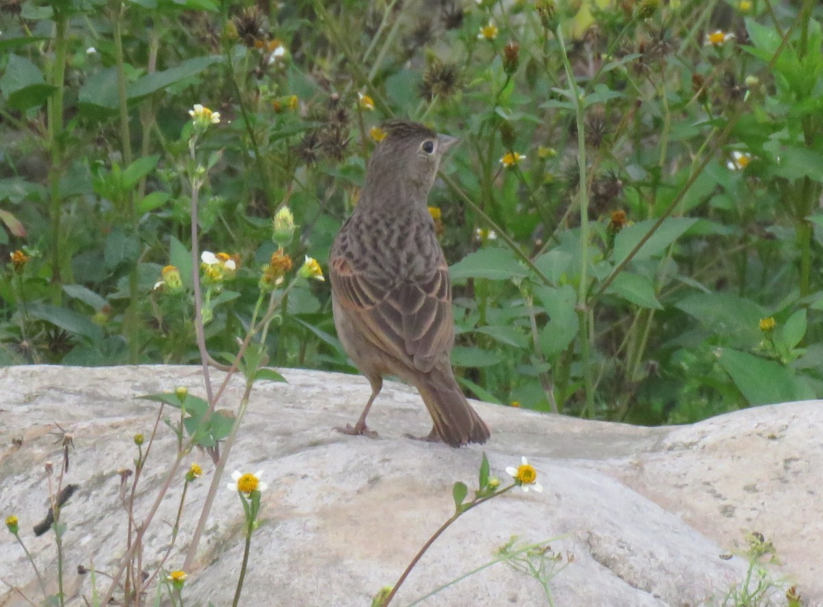 Crested Bunting - ML569308211