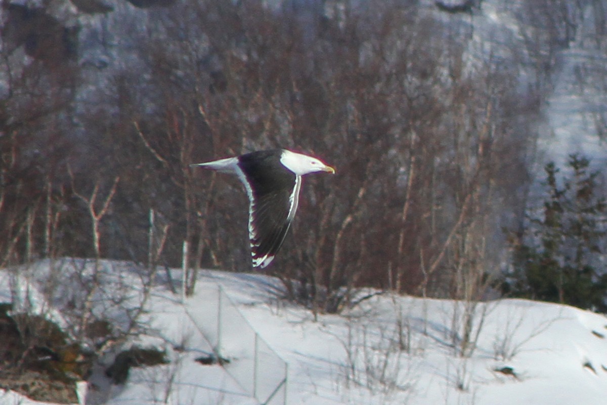 Great Black-backed Gull - ML569308531