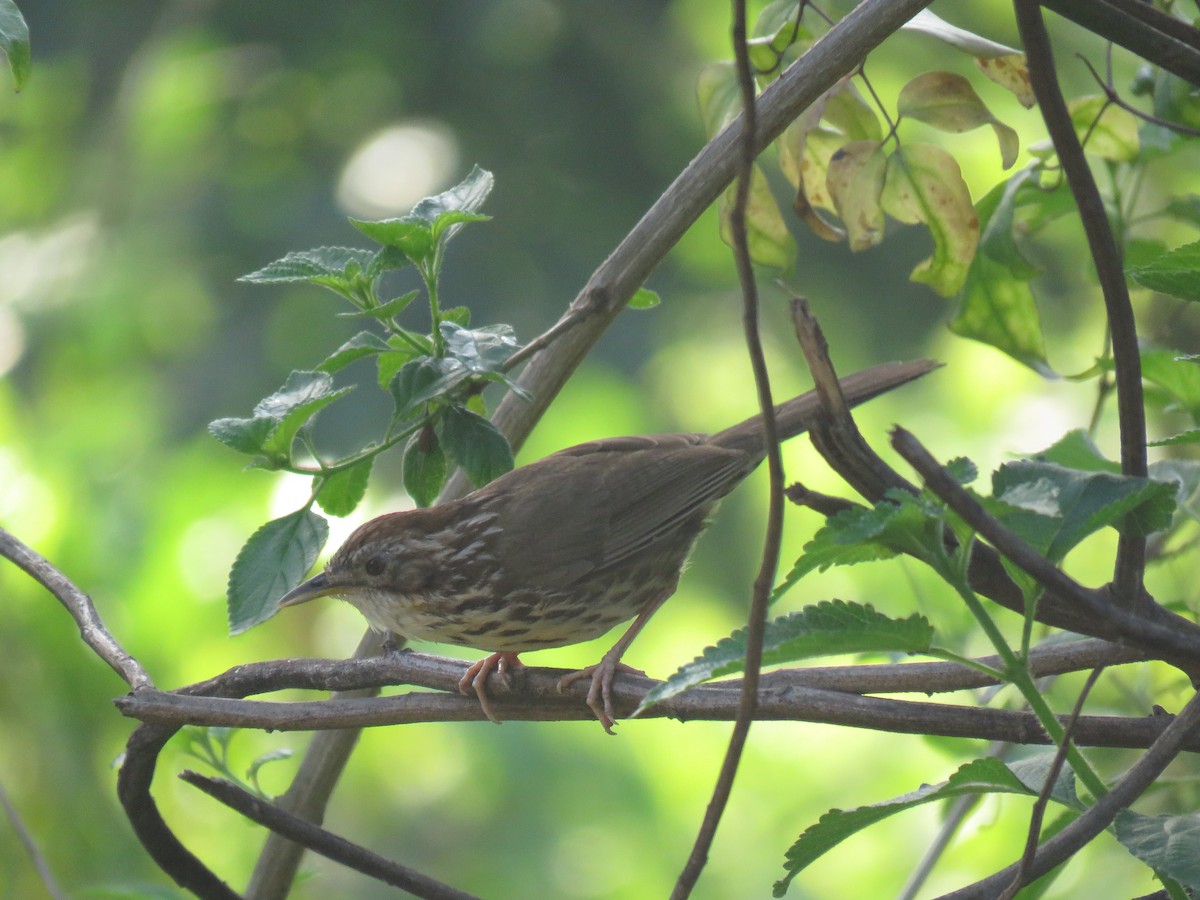 Puff-throated Babbler - ML569308541